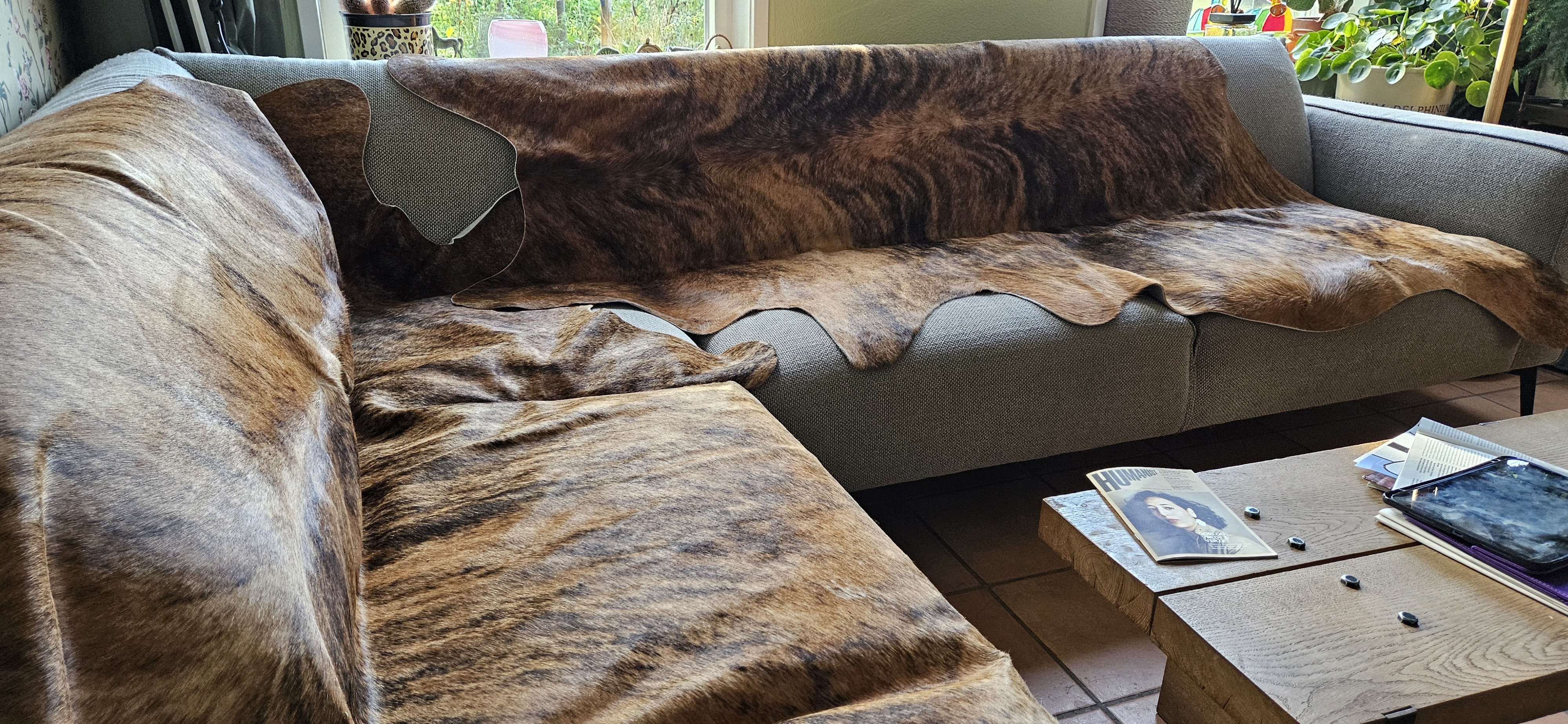 Braun gestromte Kuhfelle auf einem grauen Ecksofa neben einem Fenster mit Pflanzen.